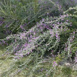 Lespedeza thunbergii